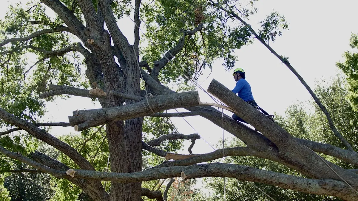 Professional Crown Thinning performed by certified arborists in Athens